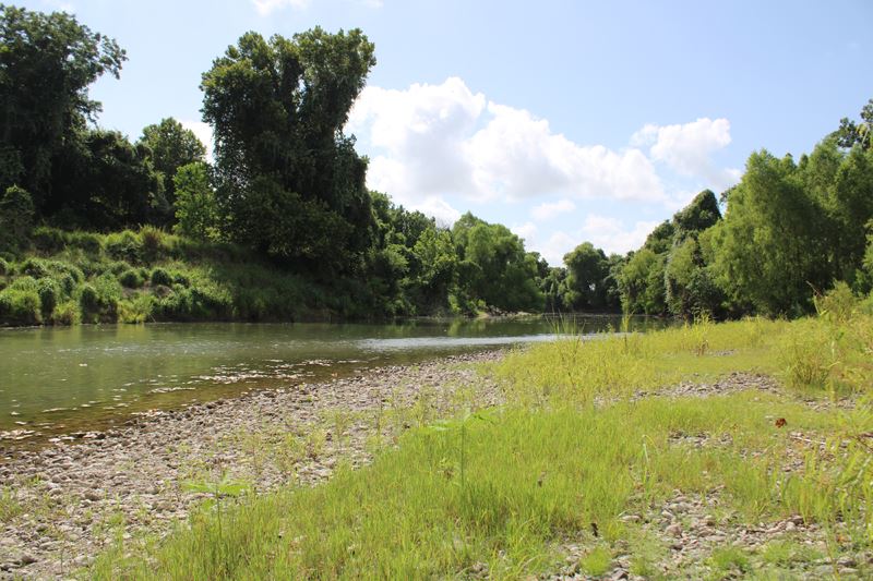 A river bank with low water and weeds growing up through the bank