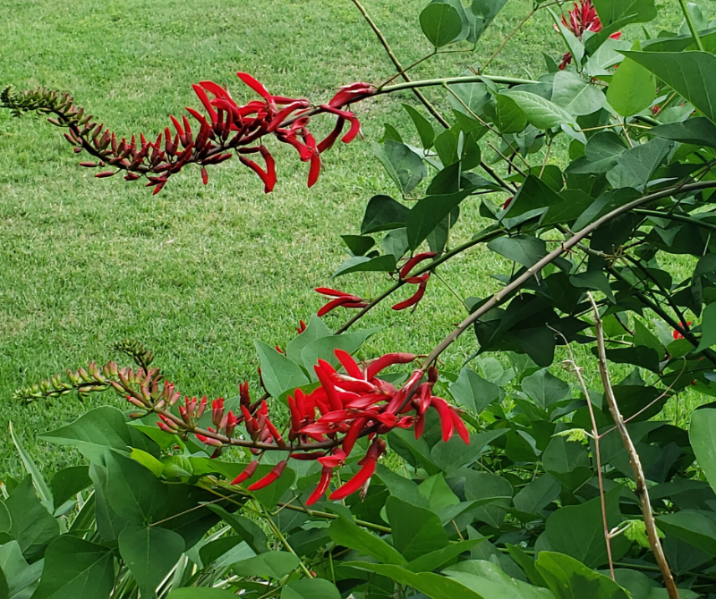 Closeup of a Pepper Plant
