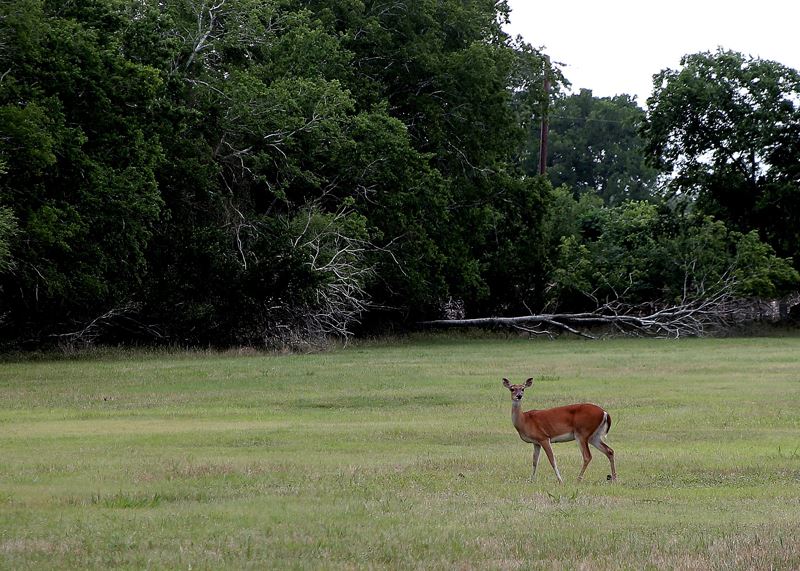 A doe in an open grassy area in Riverside Park