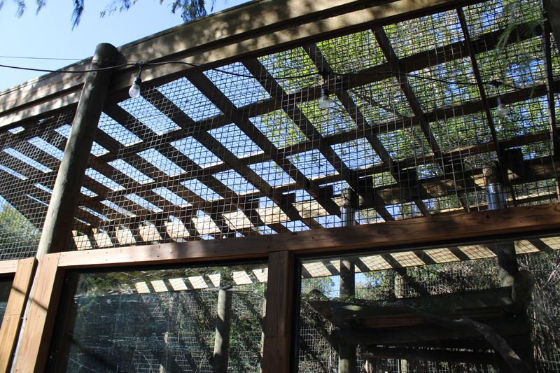 The roof of a zoo enclosure. Wood lattice covered with mesh wire
