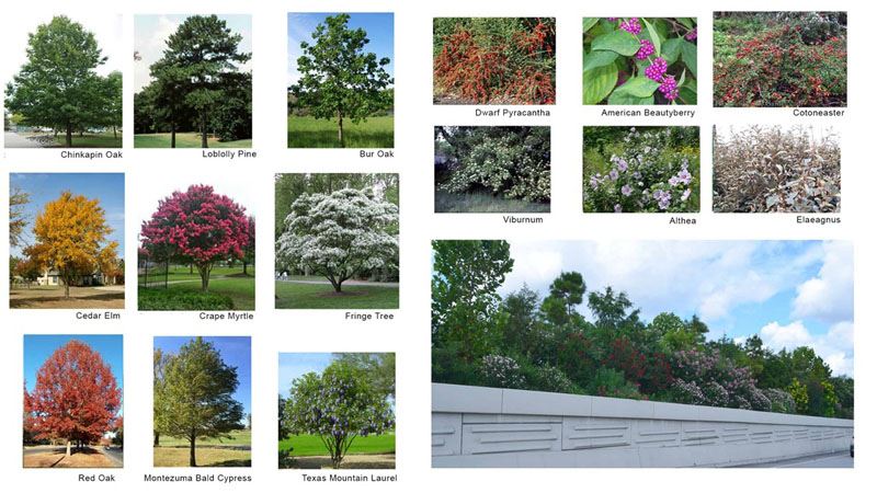 Grid showing different colorful trees and flowering plants and a photo showing them planted together