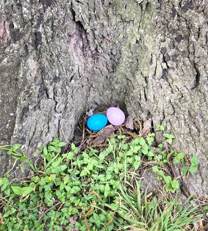 Plastic eggs at the base of a tree.